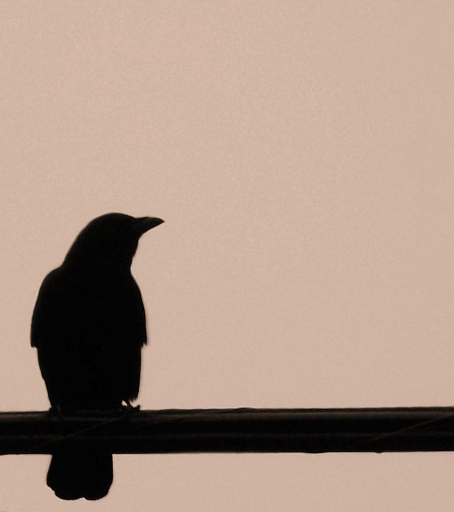 Lonesome Crow