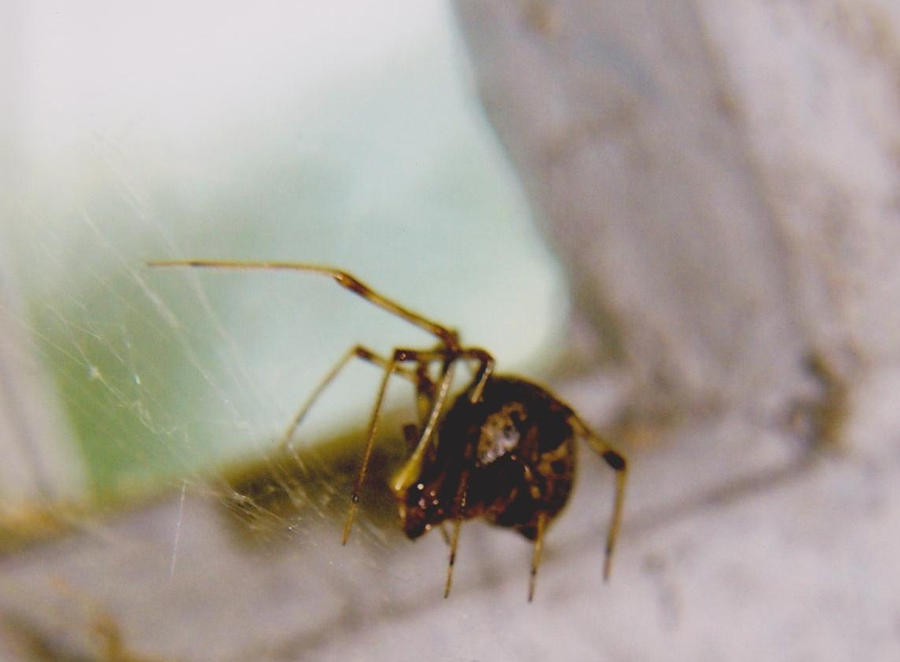 Spider Stance by ArtisOneofThem on DeviantArt