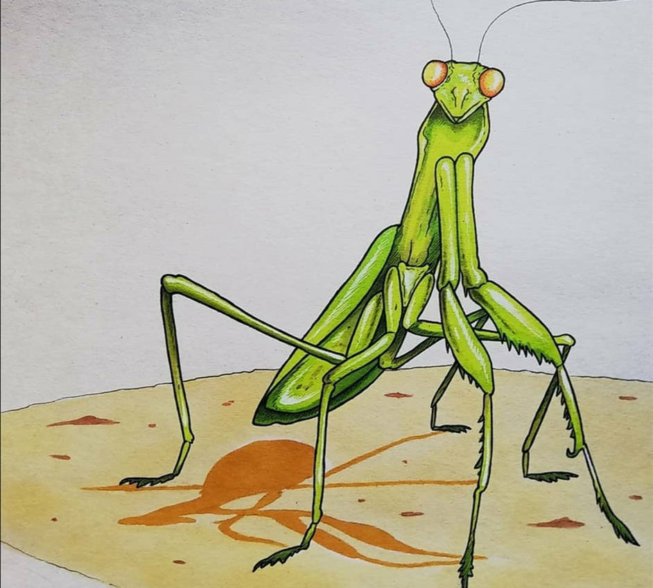 Mants Deviantart Mantis by Guldollon on DeviantArt
