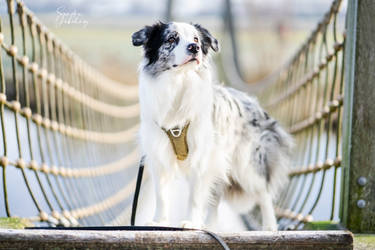 Border Collie on bridge