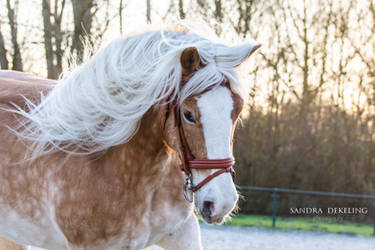 Haflinger Larousch Stock