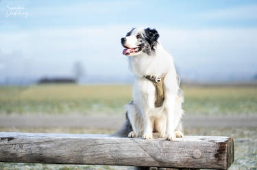 Border Collie Inoki