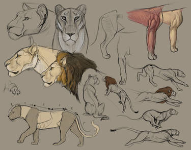 Lion studies