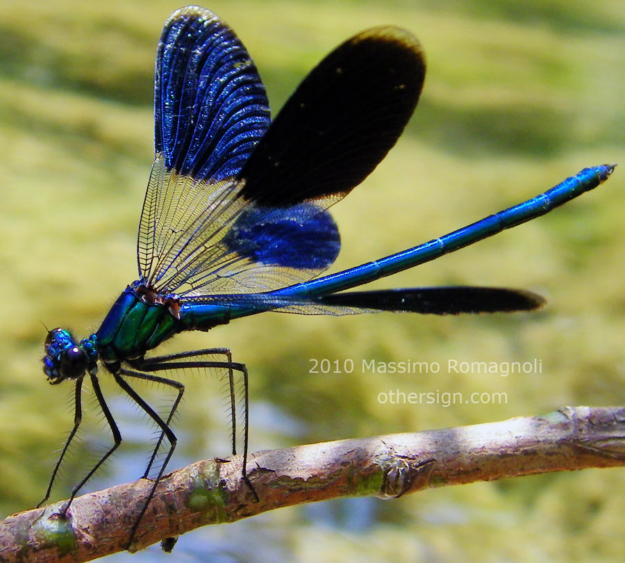 Dragonfly Calopteryx Splendens