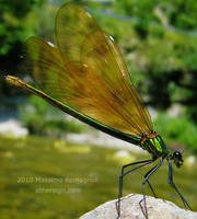 Dragonfly Calopteryx green