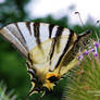 Butterfly Sail Swallowtail