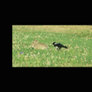 Hyperactive magpie and rabbit