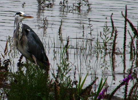 Irish heron