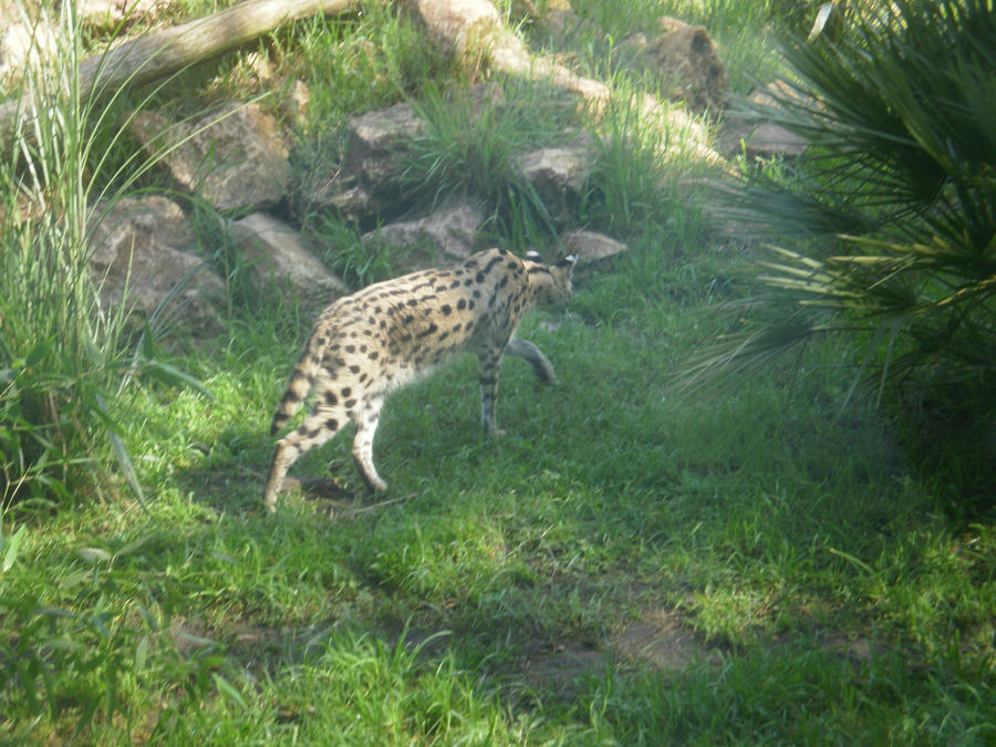 Serval 2