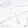 .:Sketch:. small Italian greyhound