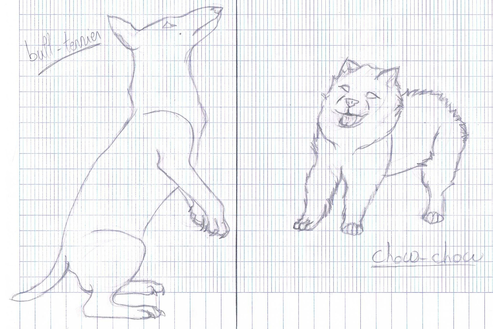 .:sketch:. Bull Terrier and Chow-Chow