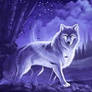 Grey Timber Wolf