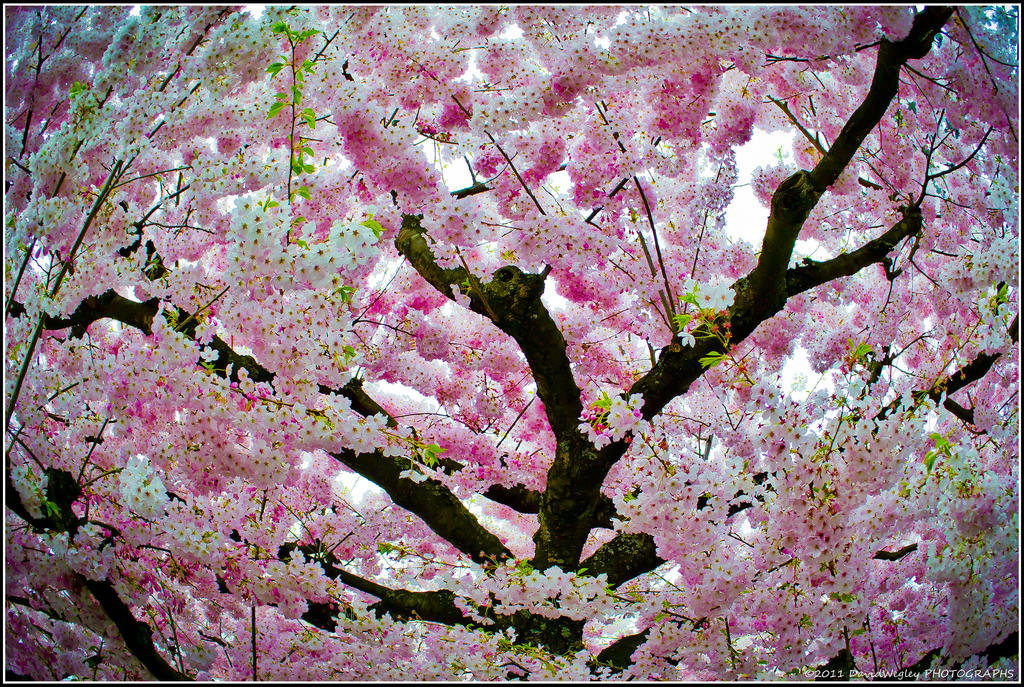 springtree by DavidWegley on DeviantArt