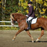 Finnhorse-style dressage