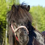 Shetland pony