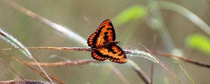 Breeze Insect Butterfly Breeze by Insect-Lovers-Club on DeviantArt