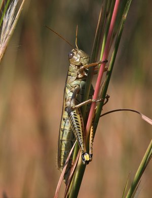 Grasshopper 20D0015032