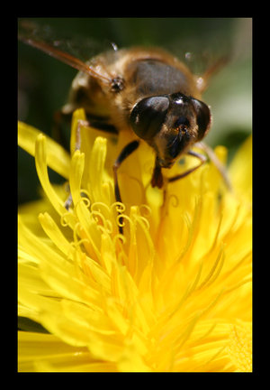 Hover Fly