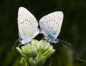 Butterflys? 2