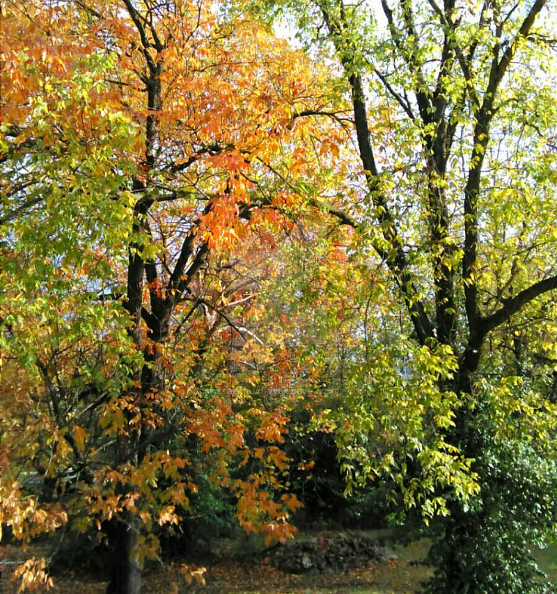 Bursts of Fall Colors by CrazyBearDaddyGR on DeviantArt