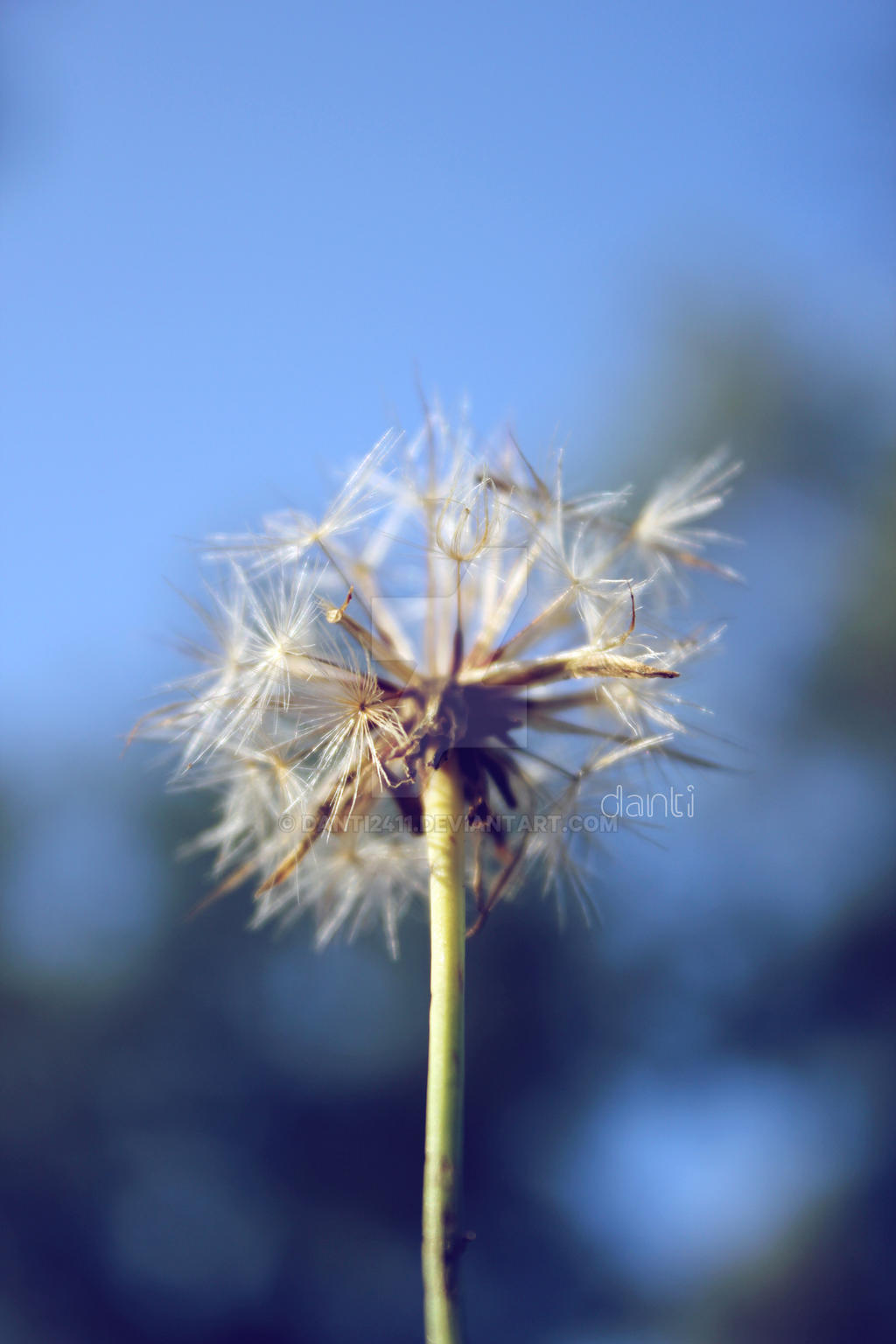 DANdelion 4