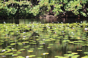 Lily pad photography