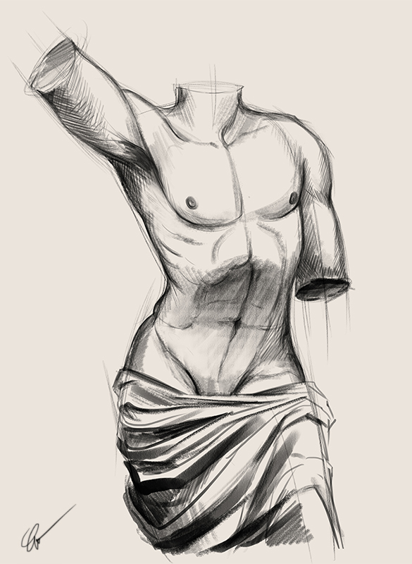 Man torso study