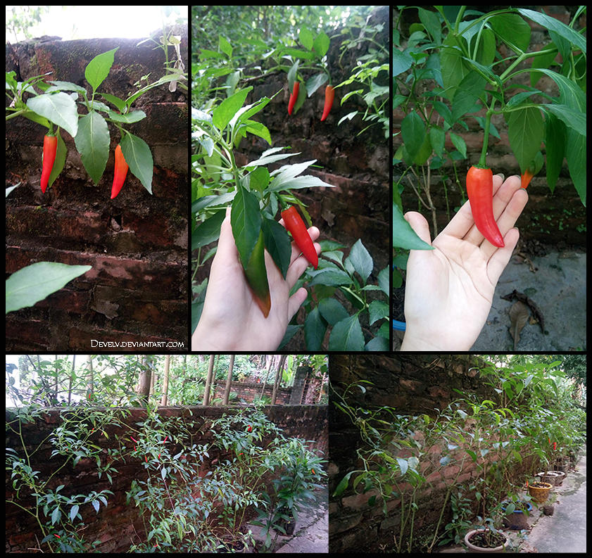 Chilli Durjava Chilli by Develv on DeviantArt