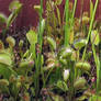 FlyTrap
