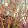 Sticky Entanglement