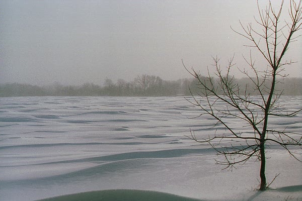 Tree in snow