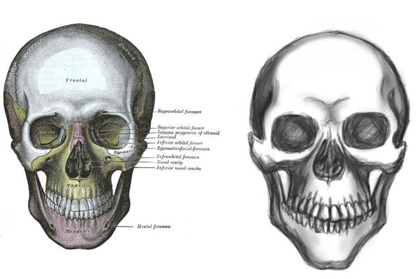 sketch this: skull