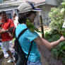 Lorikeets