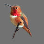 Allen's Hummingbird