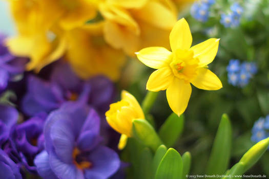 Spring flowers