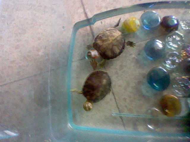 Lil' Turtles snapshot 4