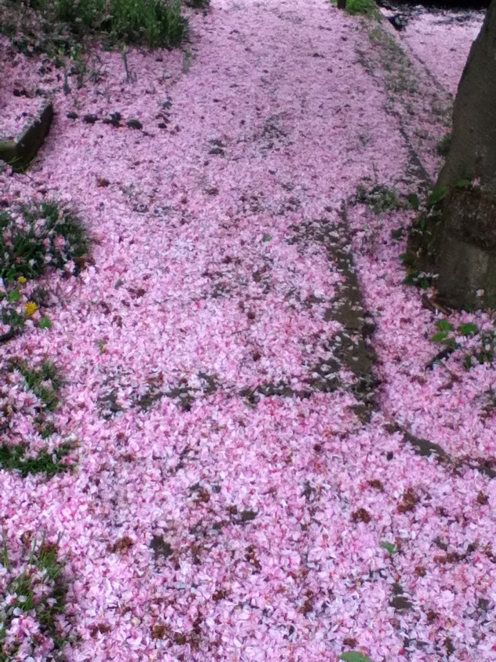 The walk of flowers