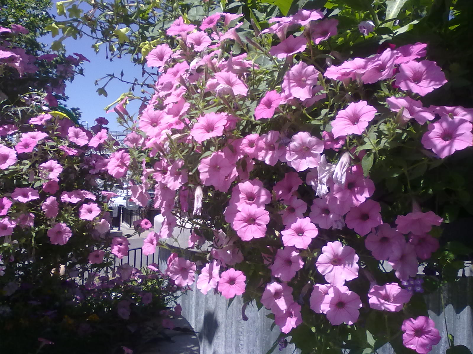 Pink Flowers