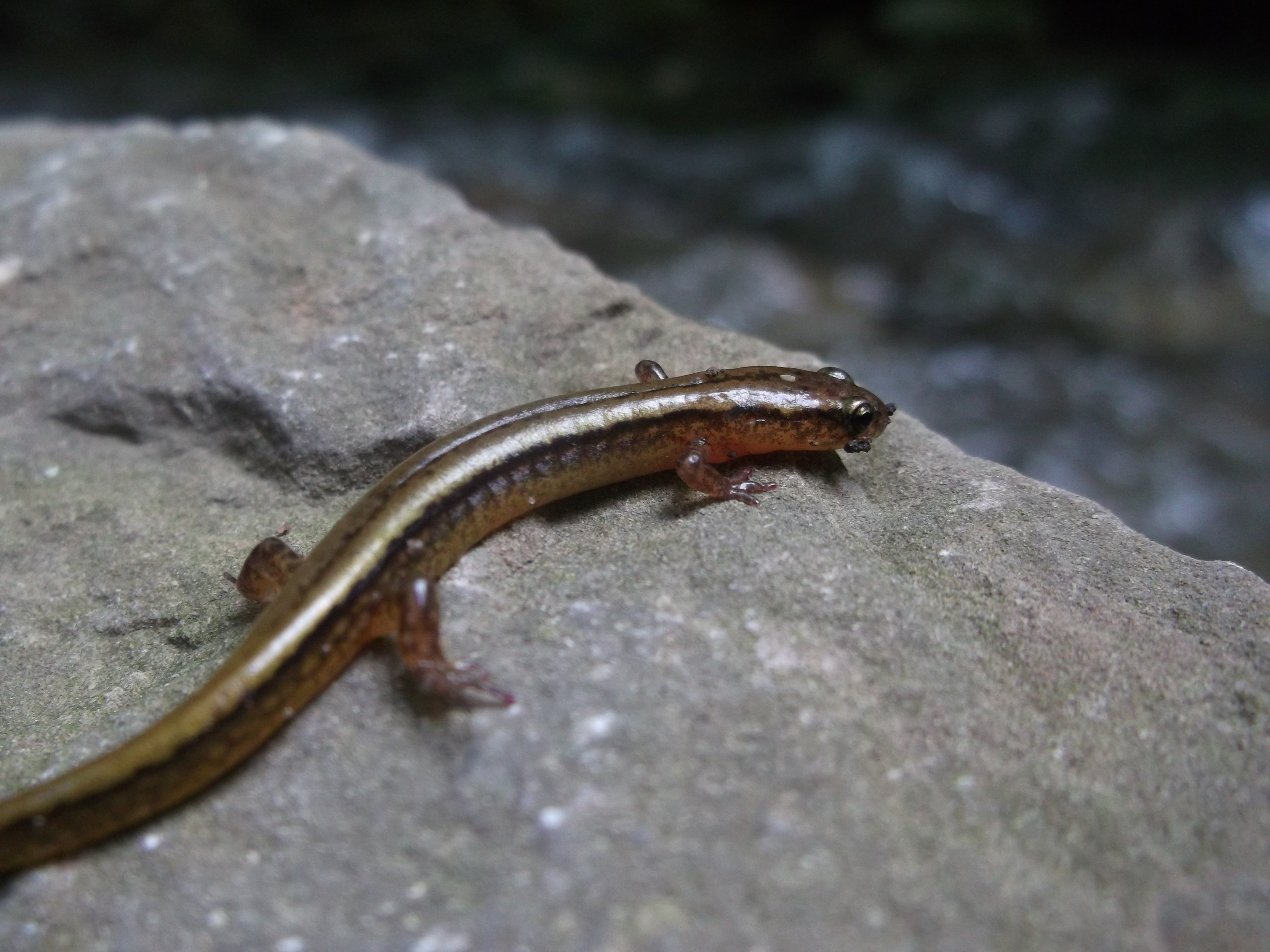 Salamander #2