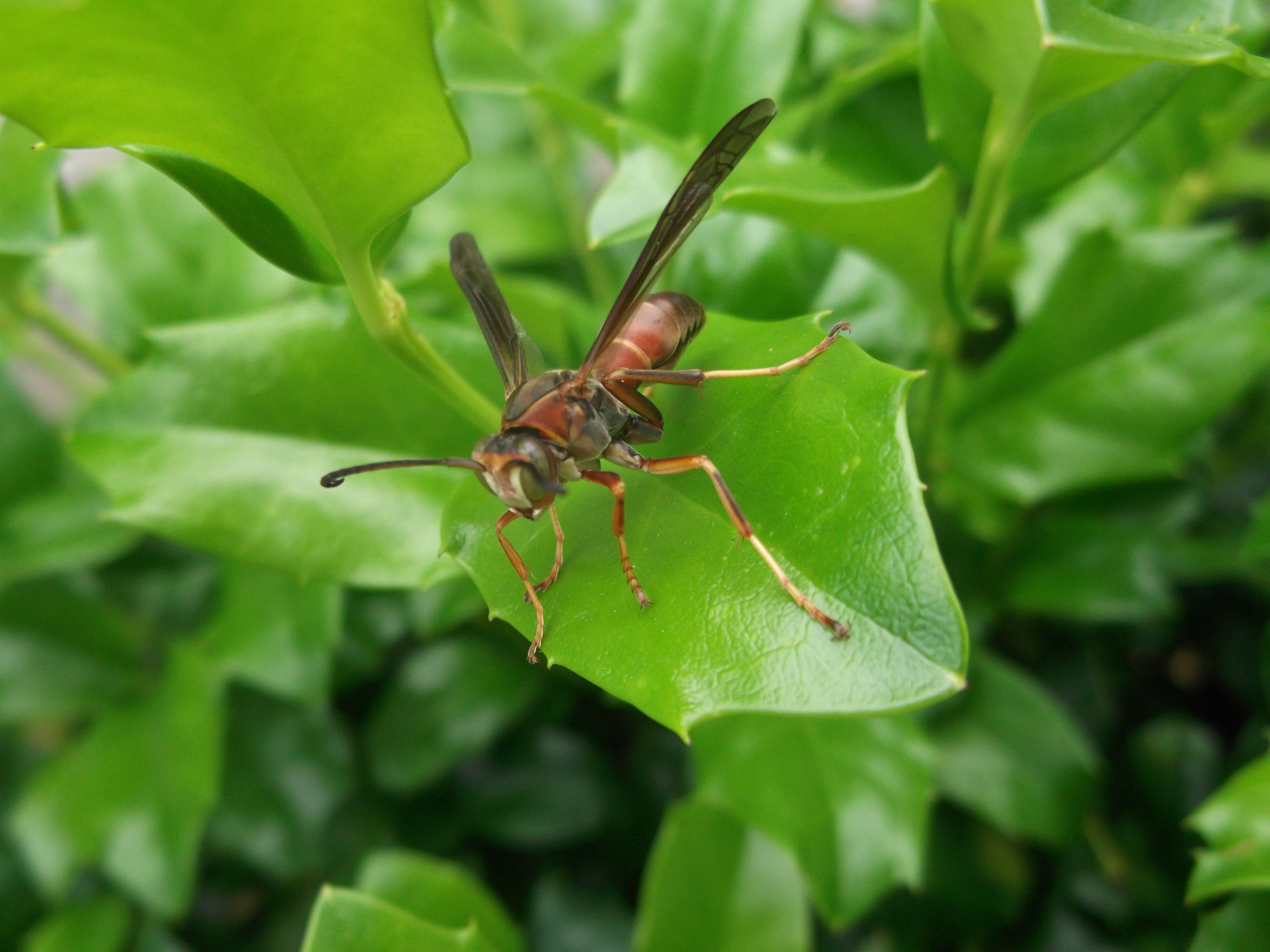 Red wasp #2