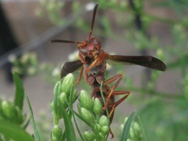 wasp #4 close up