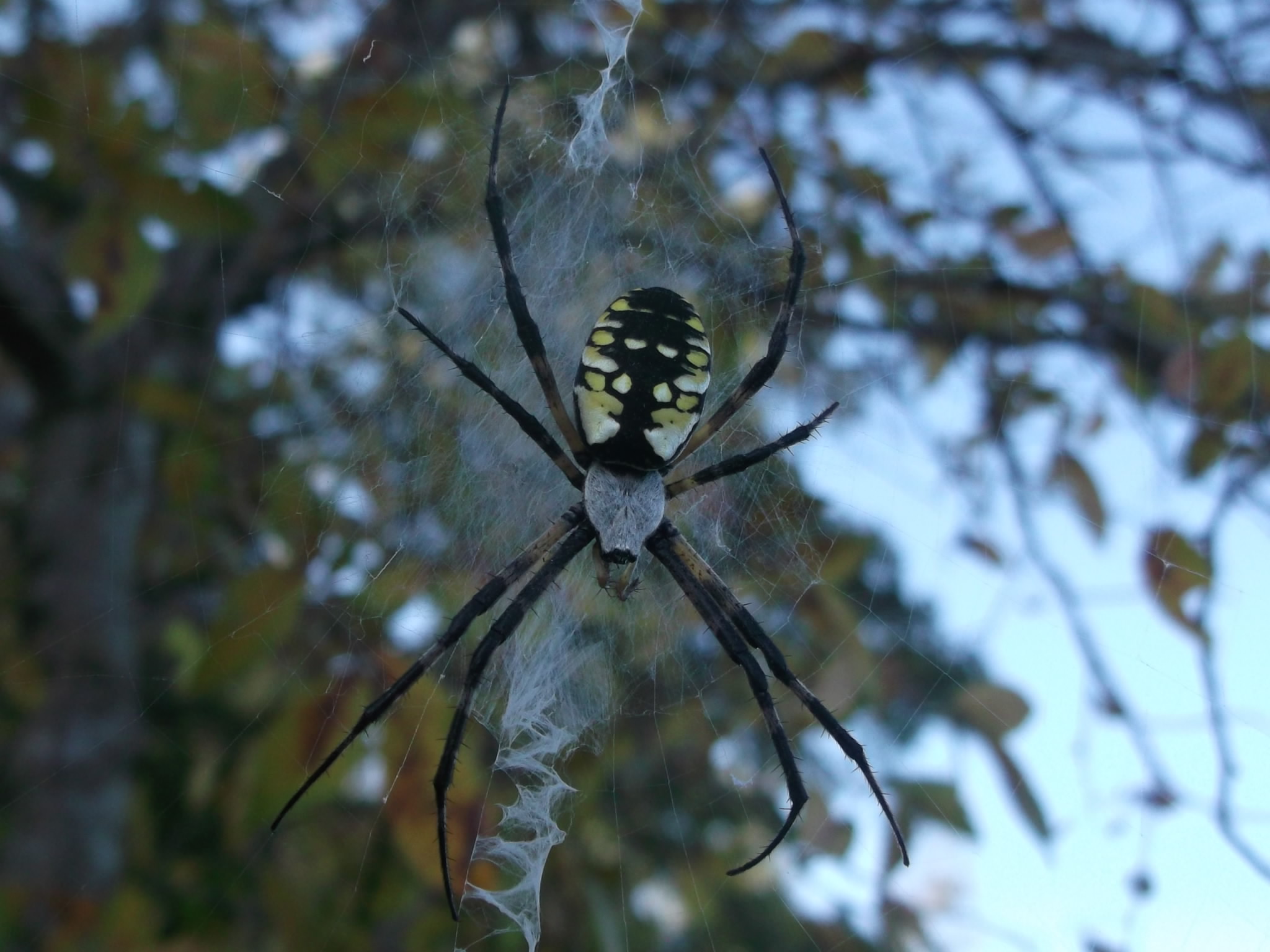 Yellow back spider #2