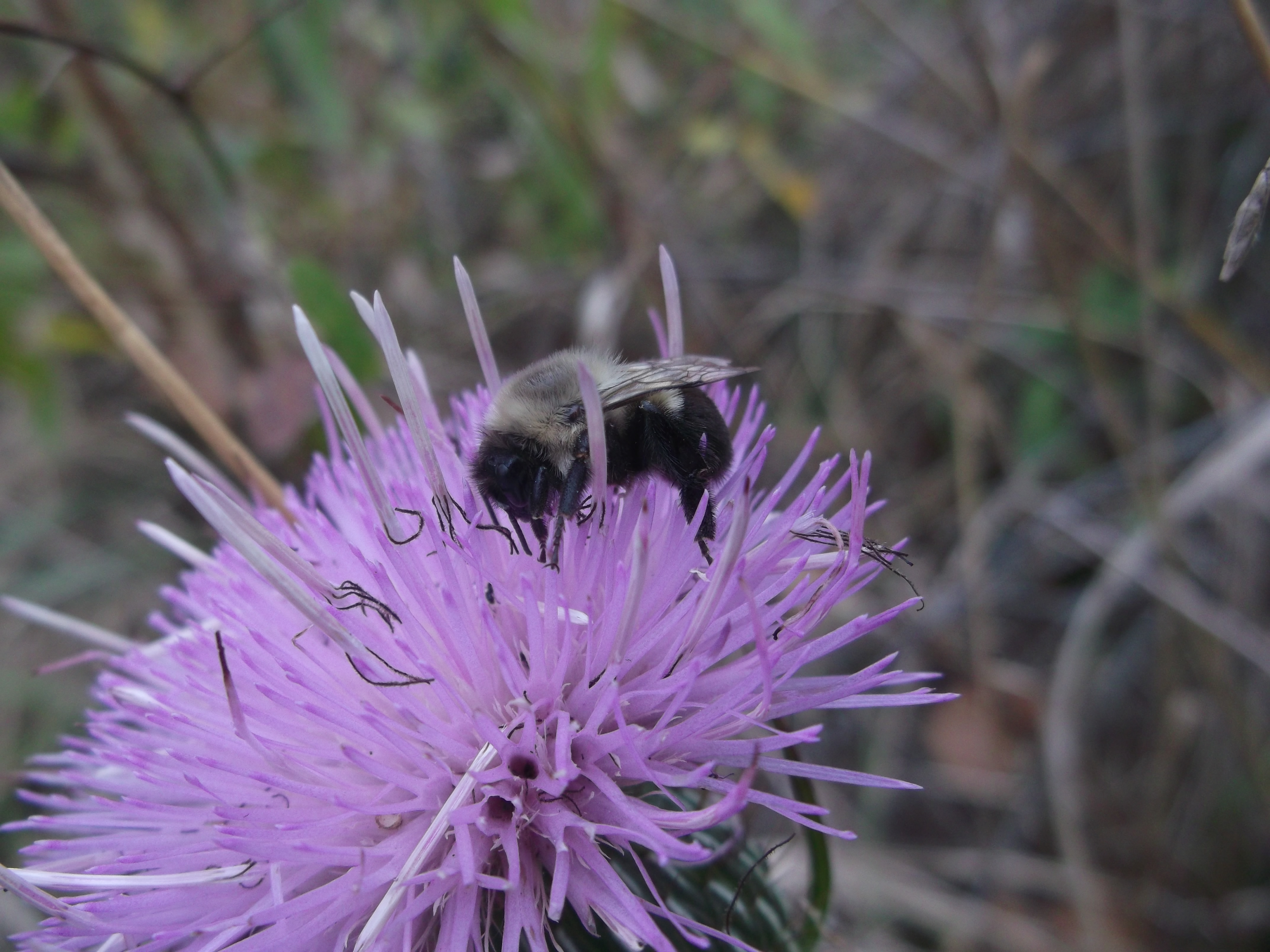 Bee on purple flower