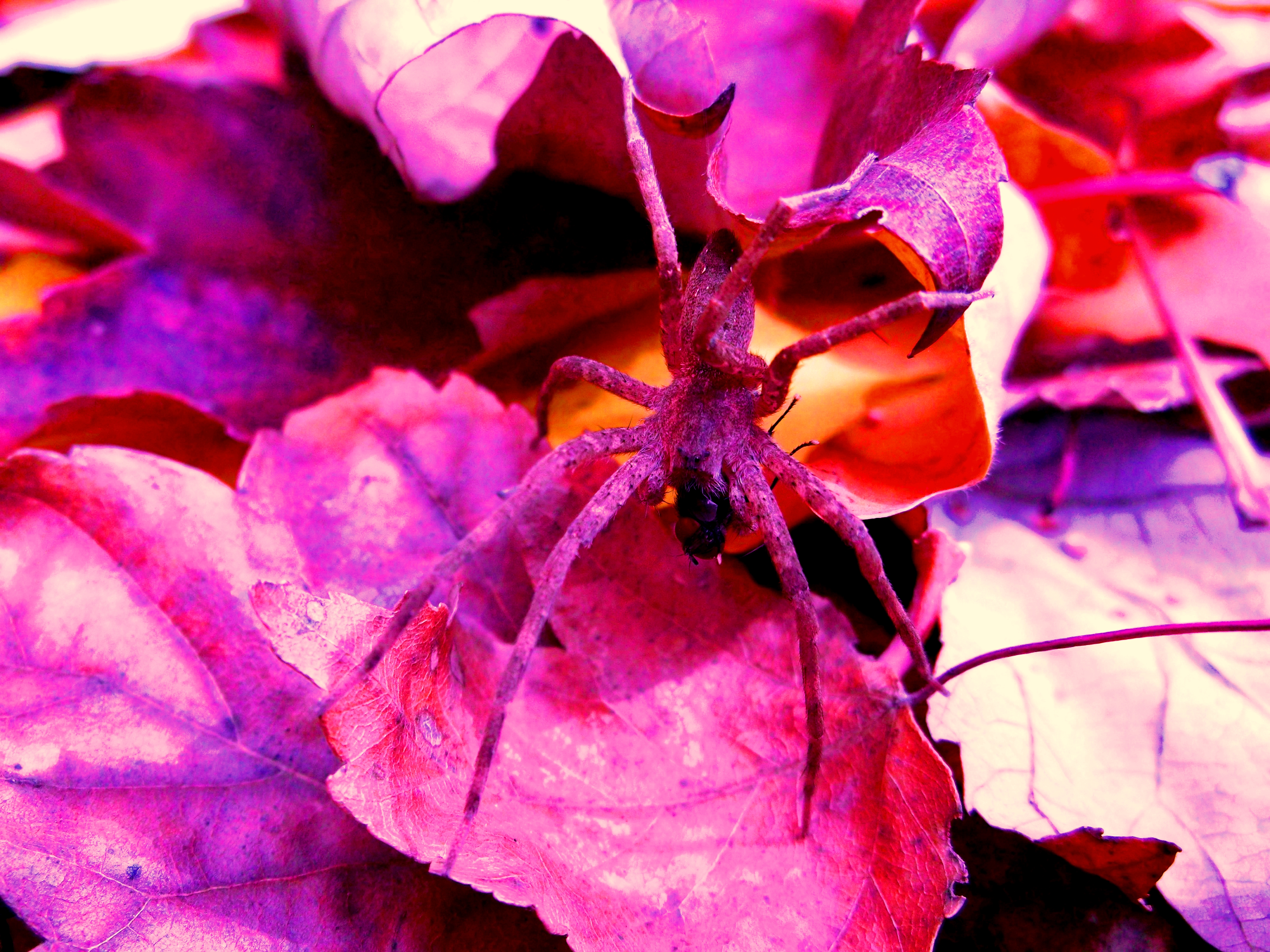 Alice in Wonderland spider #1