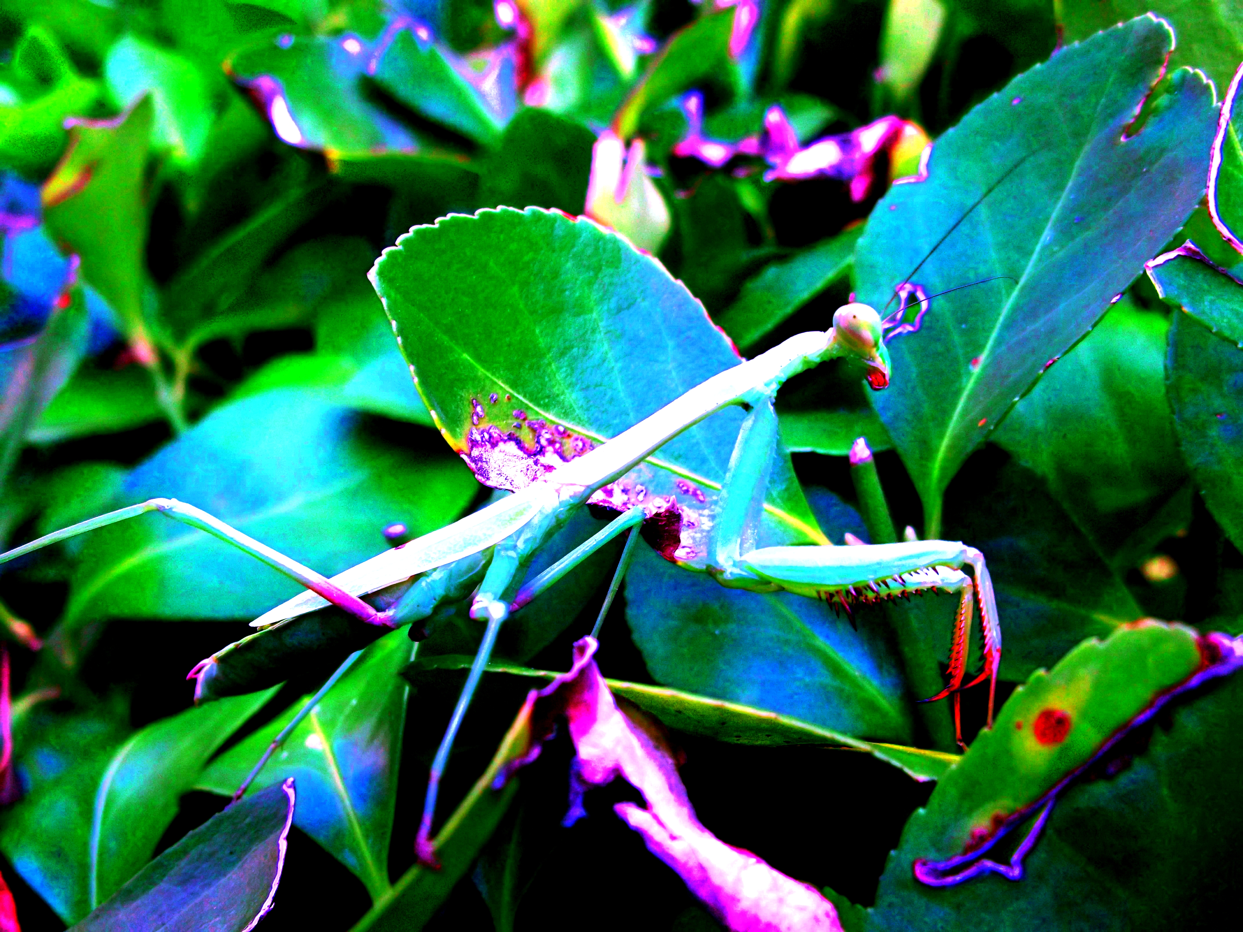 white-blue mantis