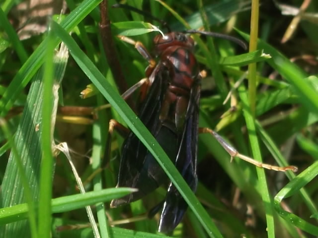 Red Wasp