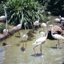 Flamingoes