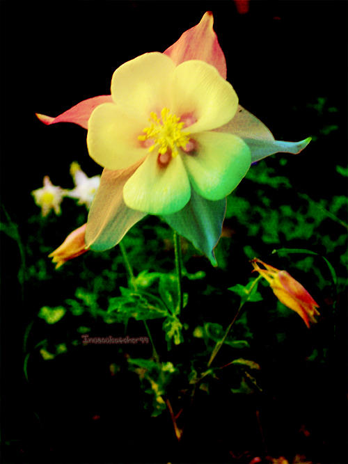 Columbine