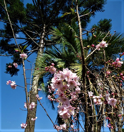 Cherry Blossom