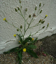 Taraxacum officinale